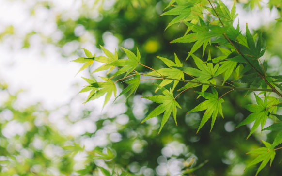 手機網(wǎng)站建設(shè)營銷思路